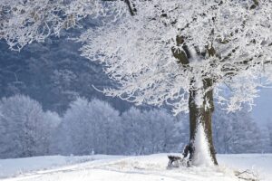 冬限定の蟹尽くし宿泊正月プランはどこが人気？