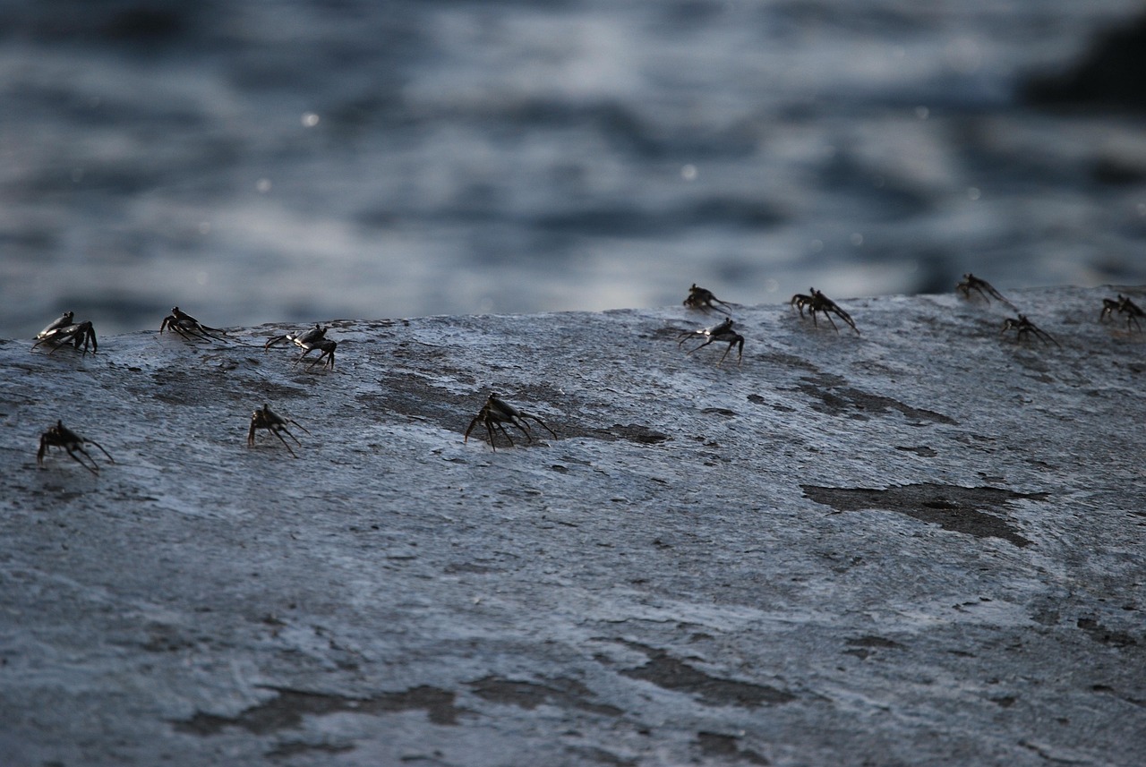 蟹旅行で楽しむ兵庫の蟹尽くし宿泊プランは？