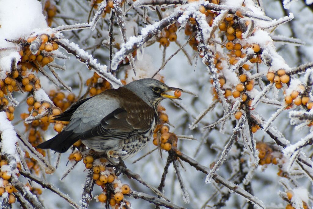 冬限定の蟹尽くしと雪見露天を楽しむ夫婦記念日プランは？