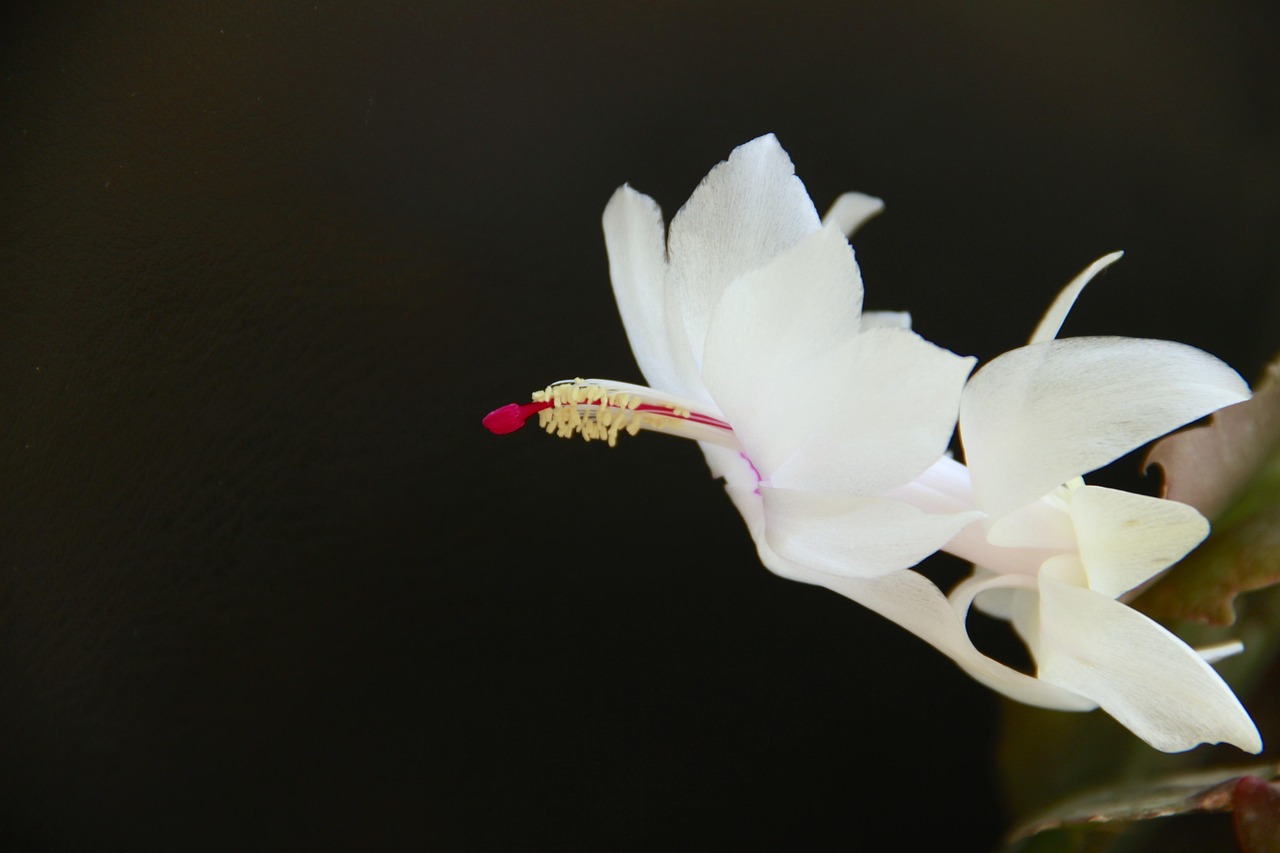 冬限定の蟹尽くしを楽しむ雪見露天での子連れ服装アドバイスは？