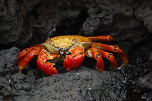 蟹尽くしの雪見露天温泉宿で楽しむ焼きガニ付き会席は？
