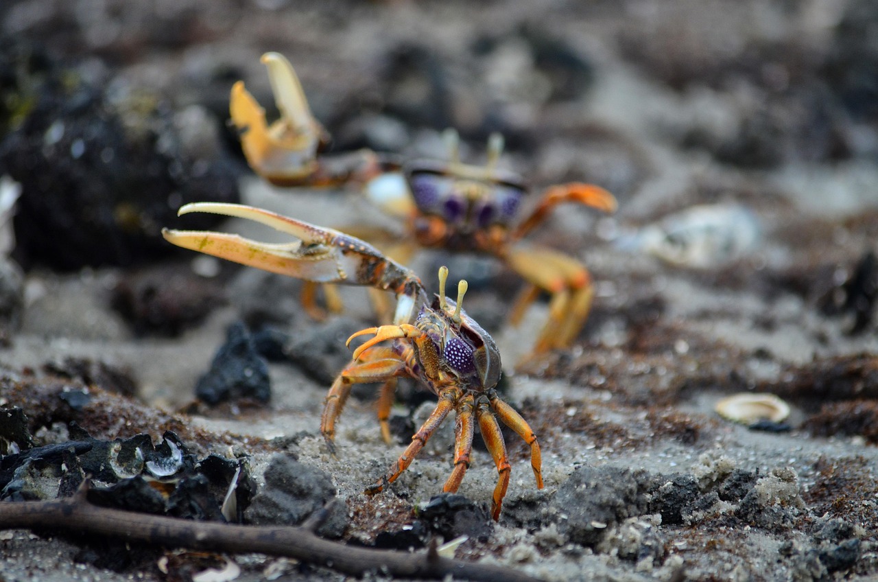 越前ガニの蟹尽くしを楽しむ雪見露天の記念日プランの探し方は？