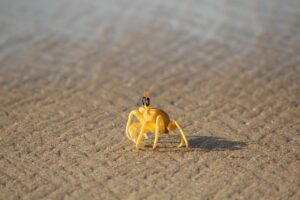 雪見露天で楽しむカニ付きプランがある客室数少ない宿はどこ？